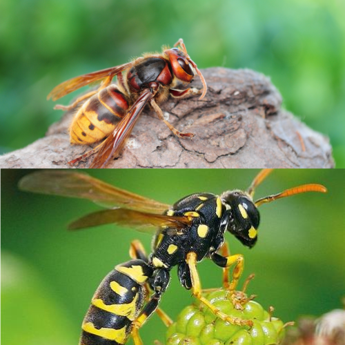 Attrattivo naturale per Vespe e Calabroni