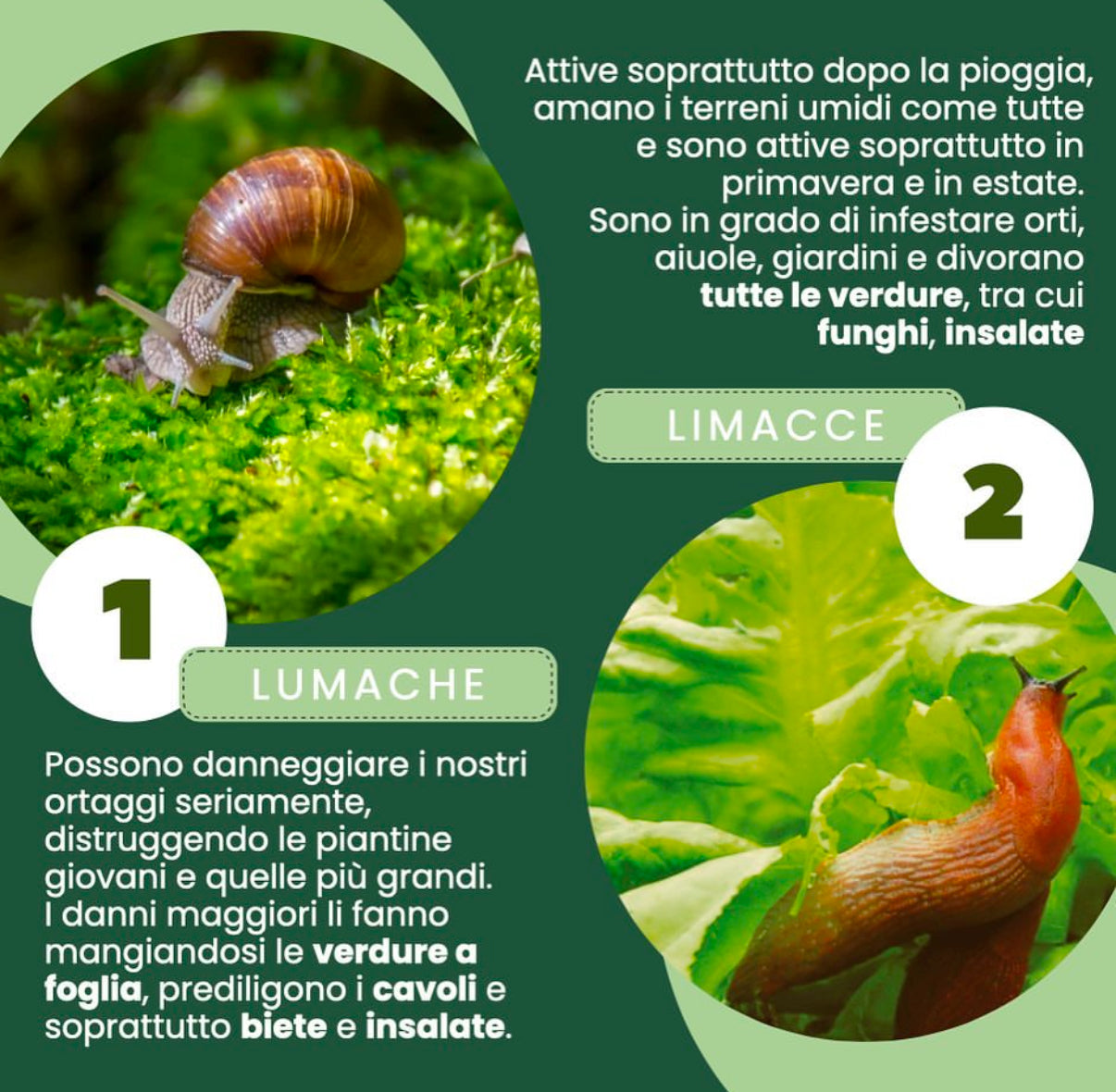 Trappola Dispenser per Lumache e Limacce 2 in 1