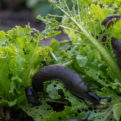 Trappola Dispenser per Lumache e Limacce 2 in 1