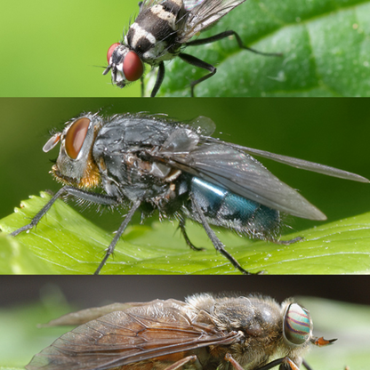 Esca per Mosca Comune, Mosconi e Tafani