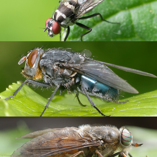 Esca per Mosca Comune, Mosconi e Tafani