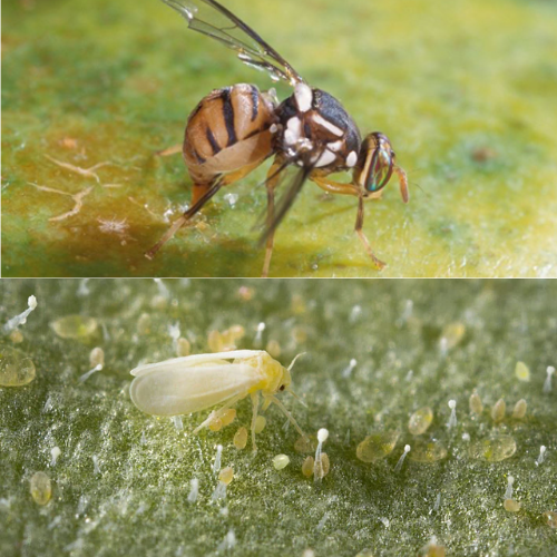 Esca per Mosca Bianca (Mosca Olearia)