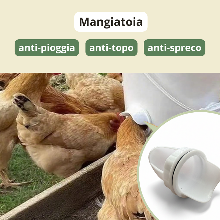 Mangiatoia